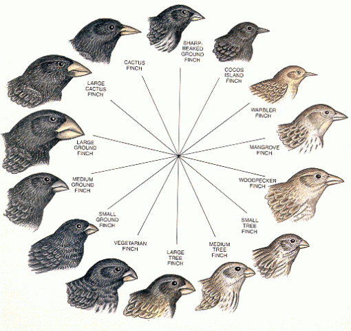 Darwin's Finches