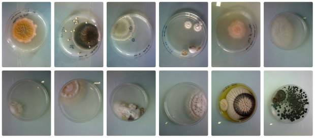 molds1